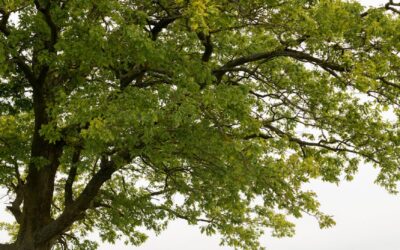 EP – 184 Using Nature To Help Heal Others