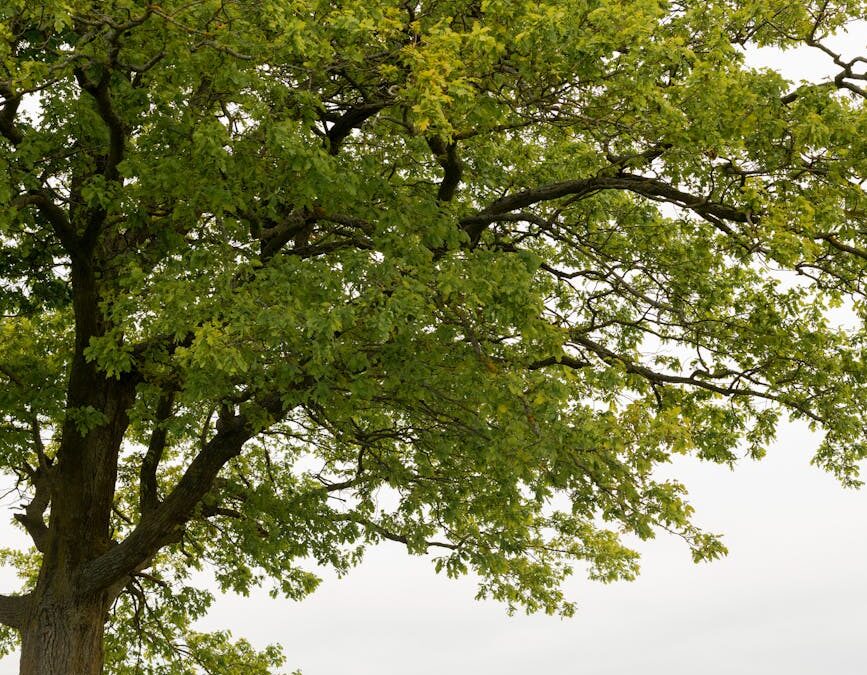 EP – 184 Using Nature To Help Heal Others